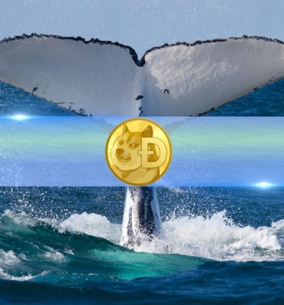 Dogecoin Whales Scoop Up 700 Million DOGE in 72 Hours