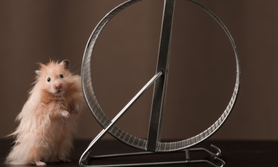 ‘Hamster Kombat’ Keeps Demanding More Friends—Enough Already