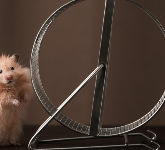 ‘Hamster Kombat’ Keeps Demanding More Friends—Enough Already