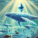 Ethereum Whales Rapidly Accumulate ETH Amid Price Decline