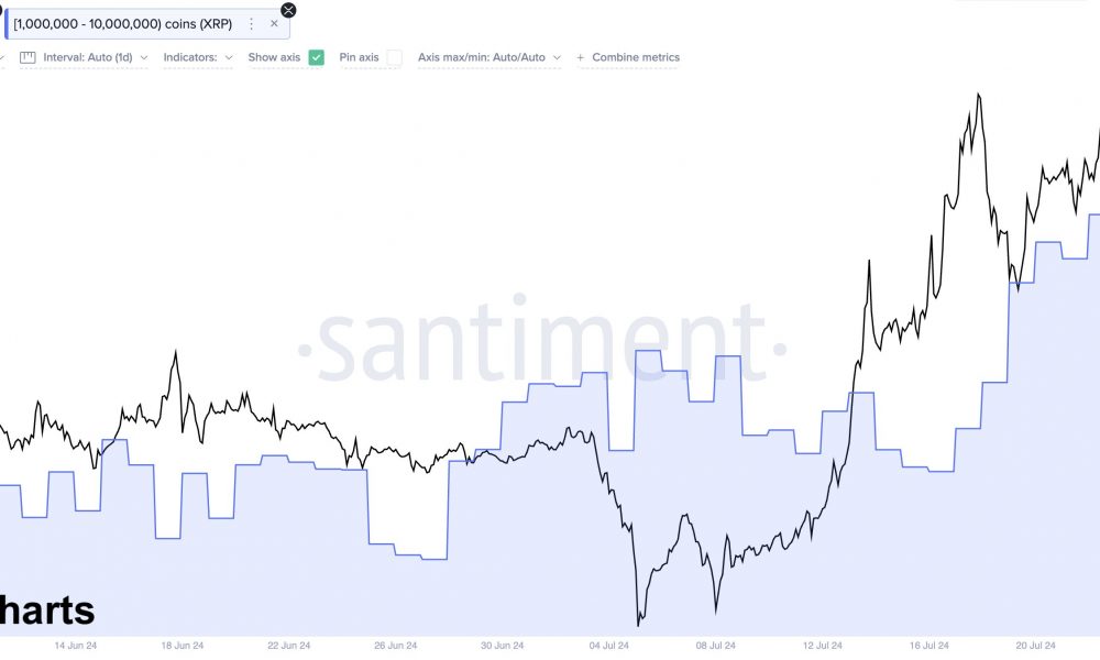 XRP Whales