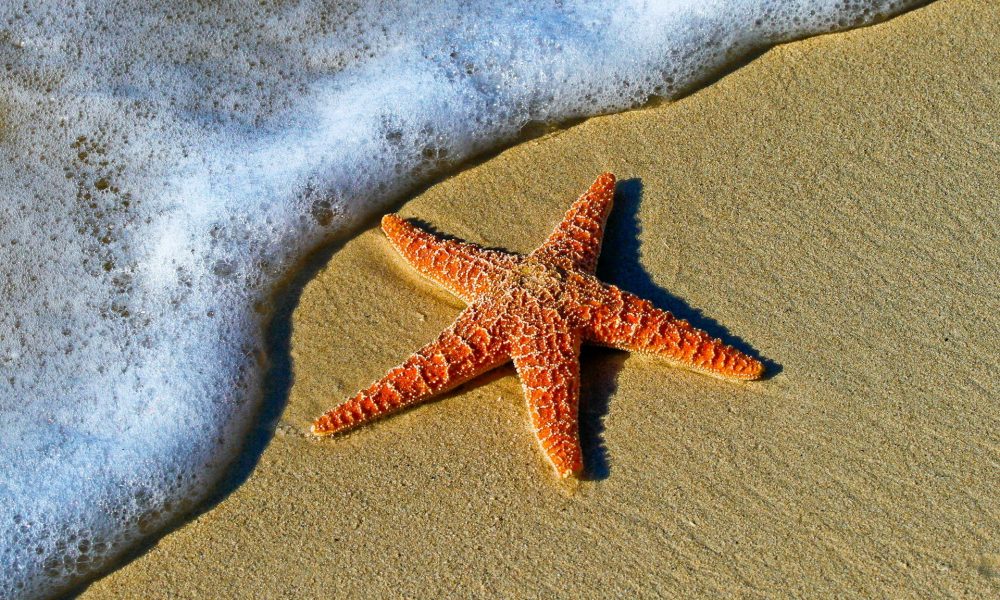 Humans.ai snaps up Starfish Technologies to drive blockchain innovation The Block