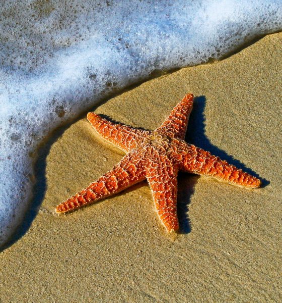 Humans.ai snaps up Starfish Technologies to drive blockchain innovation The Block