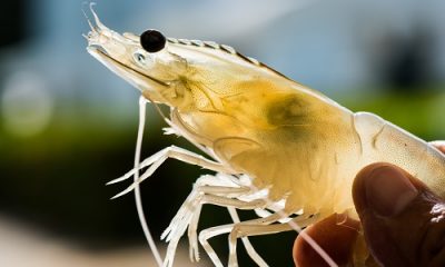 Litecoin shrimps capitulate as LTC declines