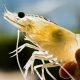 Litecoin shrimps capitulate as LTC declines