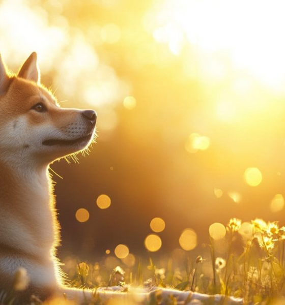 The rise of DogLibre: Merging decentralized technology with animal welfare