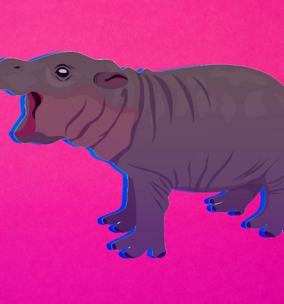 Web3 Watch: Hippo-themed ‘Moo Deng’ memecoin soars to $255M market cap