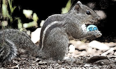 PNUT meme coin soars amid Coinbase listing news