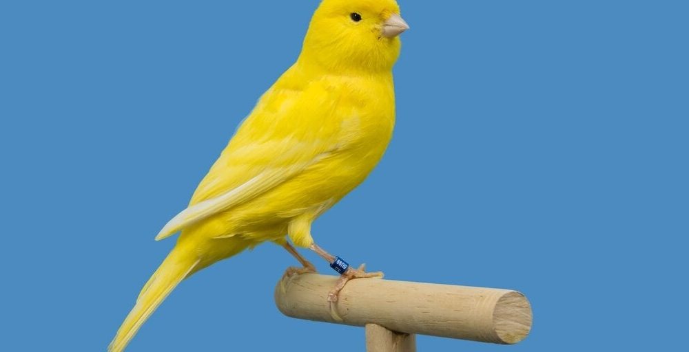 SEC Logs Spot Litecoin ETF Filing from Canary Capital, Opens Comment Period