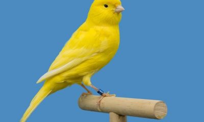 SEC Logs Spot Litecoin ETF Filing from Canary Capital, Opens Comment Period