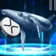 XRP News: Ripple Whales Move 430M XRP As Brad Garlinghouse Confirms Crypto Policy Shift