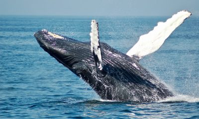 Shiba Inu Whale Activity Plunges 79% In Three Months — What’s Happening?