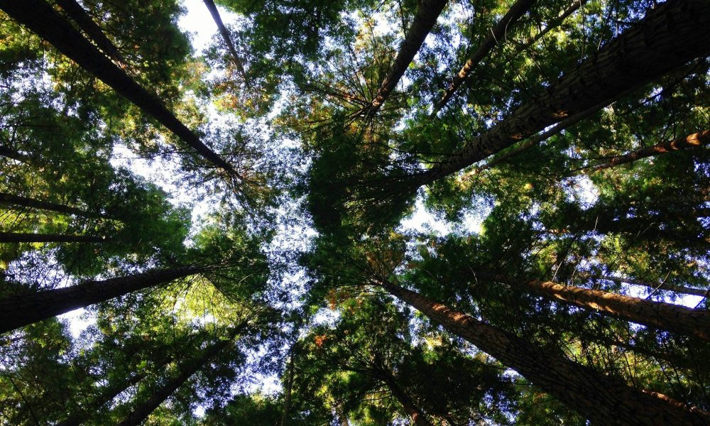 Exploring the environmental impact of blockchain technology The Block