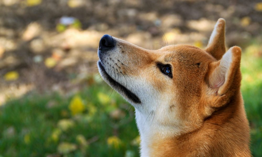 Shib Alpha Layer Marks End Of Meme Era