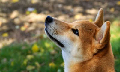 Shib Alpha Layer Marks End Of Meme Era