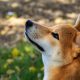 Shib Alpha Layer Marks End Of Meme Era