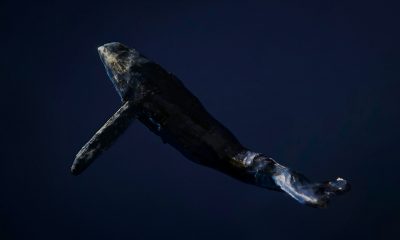 Dormant Whale Sells $80,000 BTC, But Bitcoin Bulls Still In Control