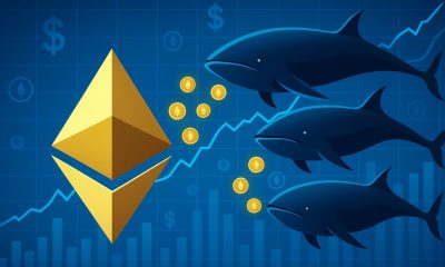 Ethereum Whales Accumulate Over $4.1B In ETH In Two Weeks – Details