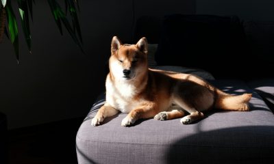 Dogecoin Draws New Attention As Open Interest Tops $3 Billion