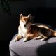 Dogecoin Draws New Attention As Open Interest Tops $3 Billion