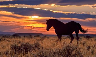 Wyoming's 'Frontier' Stablecoin Debuts on Ethereum, Solana and Avalanche