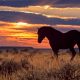 Wyoming's 'Frontier' Stablecoin Debuts on Ethereum, Solana and Avalanche