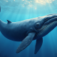 Aster Whales Buy