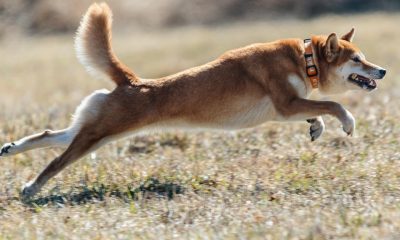 Dogecoin Defies Odds, Jumps Even As ETF Debut Gets Pushed Back