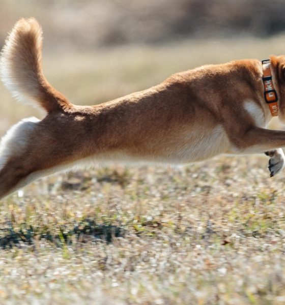 Dogecoin Defies Odds, Jumps Even As ETF Debut Gets Pushed Back