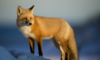 MetaMask’s Long-Rumored Token May Arrive Sooner Than Expected, CEO Says