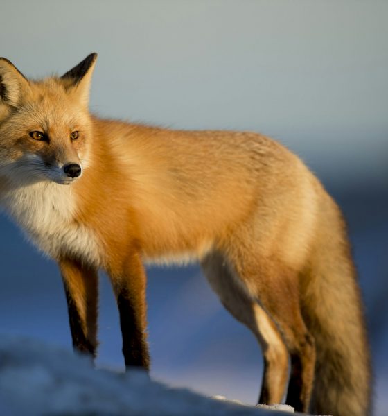 MetaMask’s Long-Rumored Token May Arrive Sooner Than Expected, CEO Says