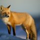 MetaMask’s Long-Rumored Token May Arrive Sooner Than Expected, CEO Says