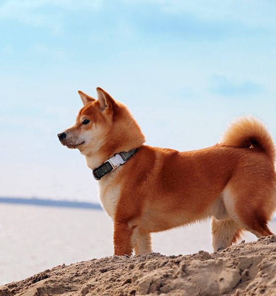 Next Move Depends On $0.30