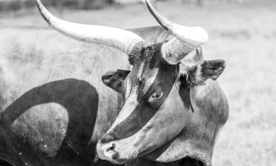 Analyst Says The Bull Run Isn’t Over