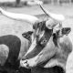 Analyst Says The Bull Run Isn’t Over