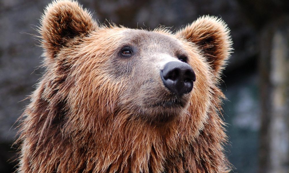 Bitcoin Is Highly Unlikely To Spring Back Anytime Soon
