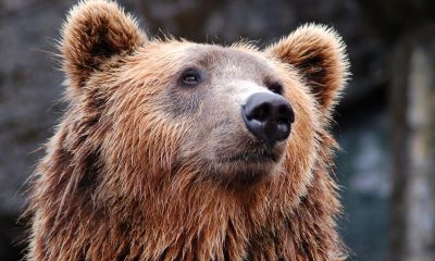 Bitcoin Is Highly Unlikely To Spring Back Anytime Soon