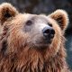 Bitcoin Is Highly Unlikely To Spring Back Anytime Soon