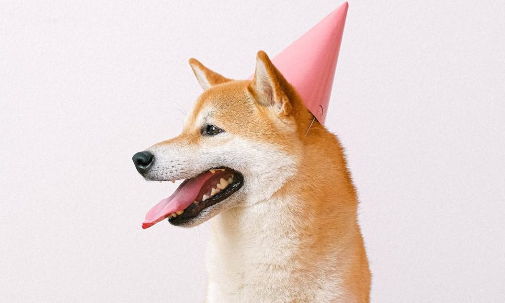 King Of Meme Coin Marks 12th Birthday In Rough Markets