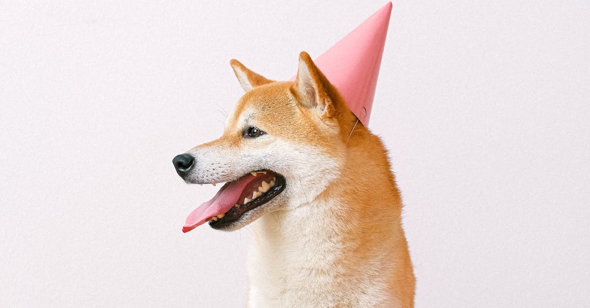 King Of Meme Coin Marks 12th Birthday In Rough Markets