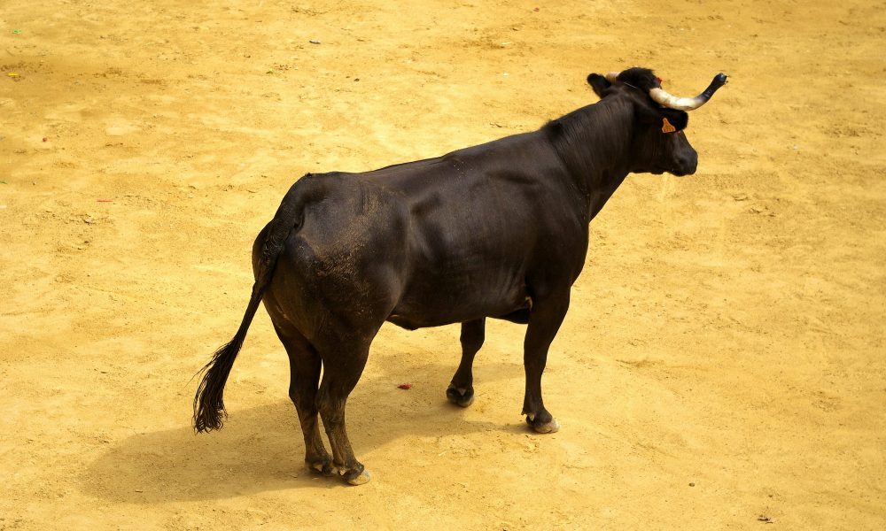 XRP Holders Labeled 'Uneducated Perma Bulls' By Veteran Trader