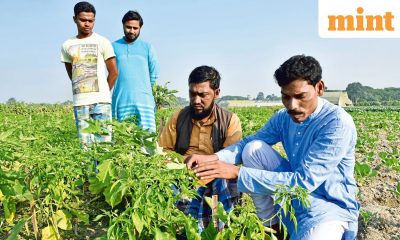 Bharat-VISTAAR launches today- All about the AI tool to help farmers via a simple phone call