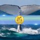 Dogecoin (DOGE) Whales Quietly Accumulate as Holdings Hit Record Levels