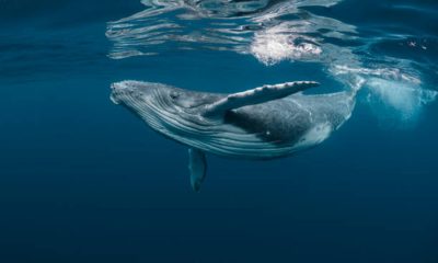 Bitcoin Whale-Retail Delta Drops To ETF-Era Lows As Smart Money Turns Cautious