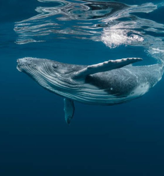 Bitcoin Whale-Retail Delta Drops To ETF-Era Lows As Smart Money Turns Cautious