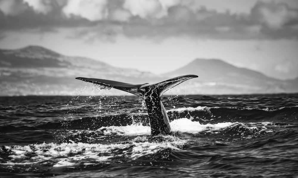 Mysterious Bitcoin Whale Transfers $40B After Years Of Silence