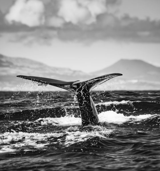 Mysterious Bitcoin Whale Transfers $40B After Years Of Silence