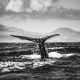 Mysterious Bitcoin Whale Transfers $40B After Years Of Silence