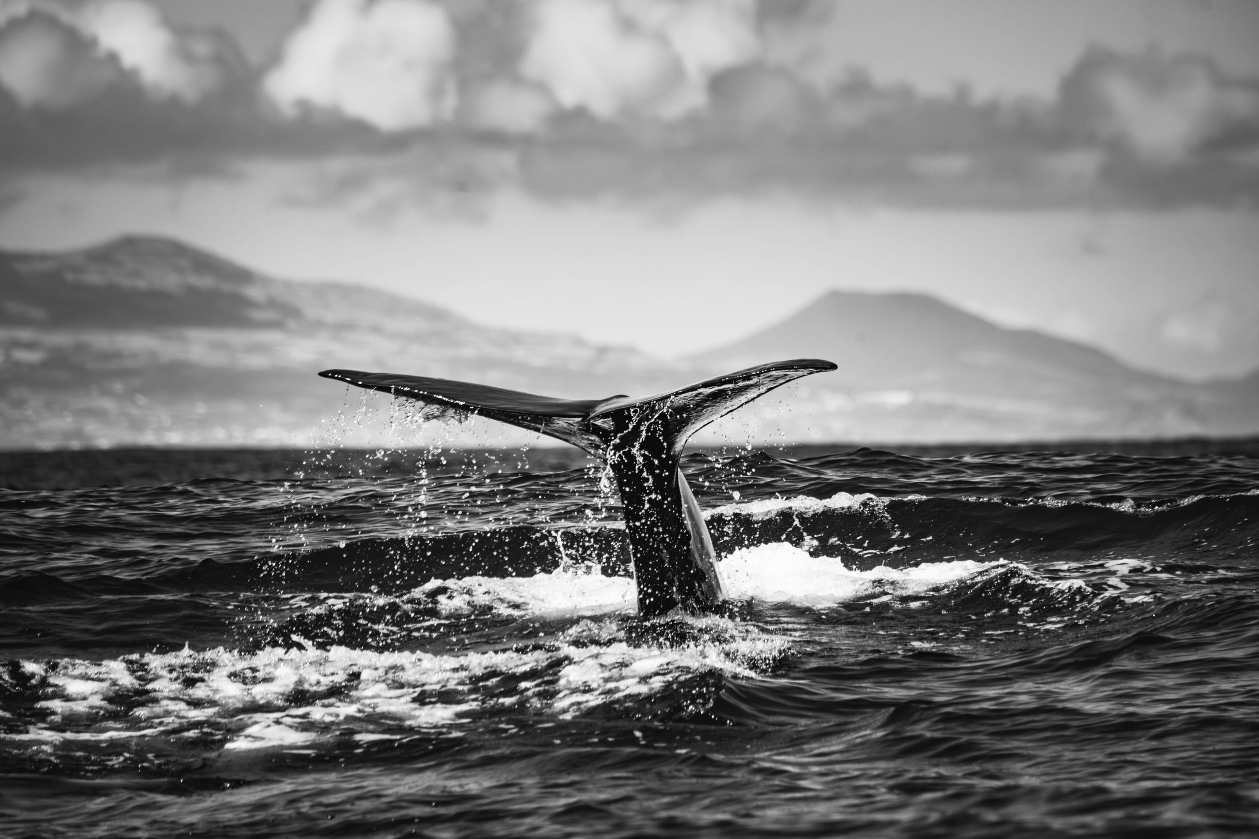 Mysterious Bitcoin Whale Transfers $40B After Years Of Silence